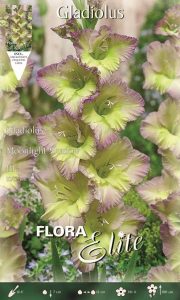 Gladiola Moonlight Shadow 10 12 10 ks