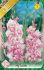 Gladiola My Love 10 ks