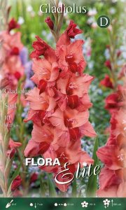 Gladiola Soul 10 12 10 ks