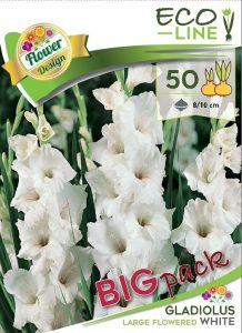 Gladiola White 50 ks