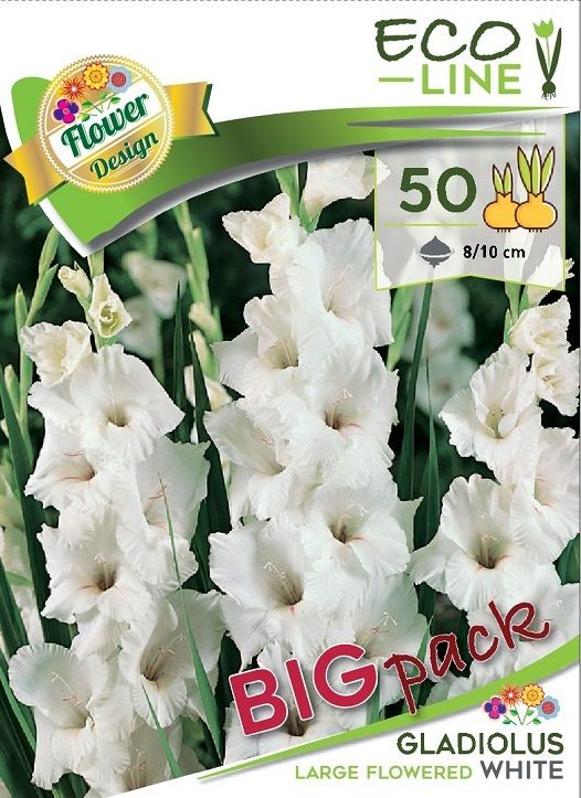 Gladiola White 50 ks