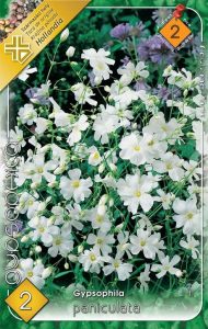 Gypsomilka paniculata hľuza