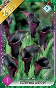 Kala Schwarzwalder 14 16 1 ks