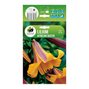 Ľalia African Queen 1 ks 16 18