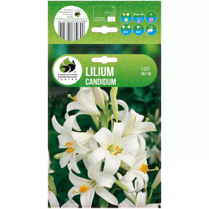 Ľalia Candidum 1 ks 16 18