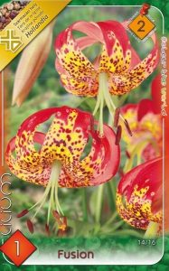 Ľalia Fusion 1 ks 16 18