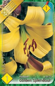 Ľalia Golden Splendour 1 ks 16 18