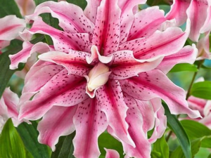 Ľalia Magic Star 1 ks 16 18