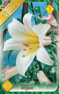 Ľalia Regale 1 ks 16 18