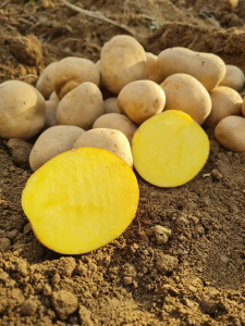 Zemiaky sadbové 5 kg Anuschka SK 35 55 žlté