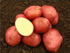 Zemiaky sadbové 5 kg Belarosa SK 35 55 červené